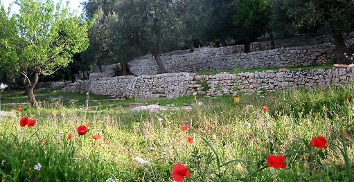 Terraced olive grove